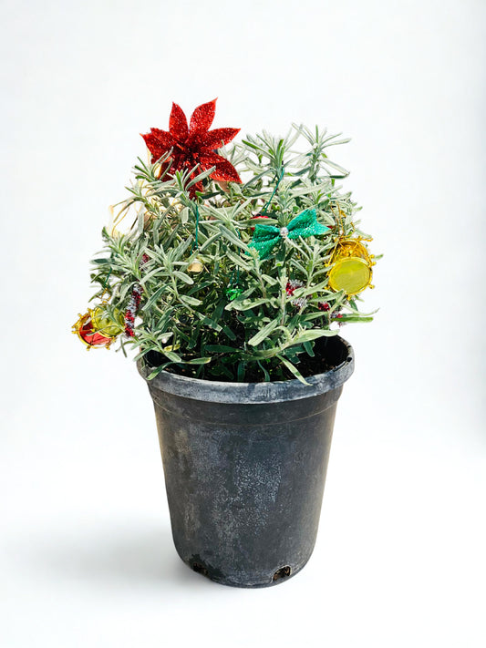 Lavender "Christmas Tree"